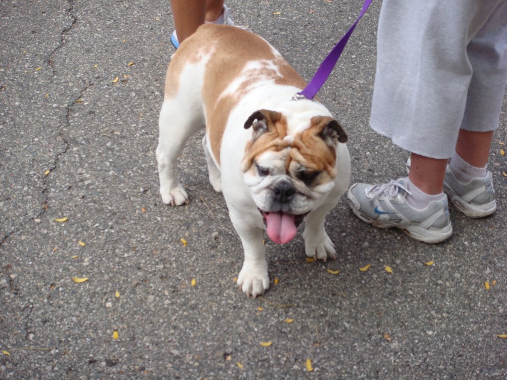 018 Kensington Run [2008 Sept 27].JPG - Dog